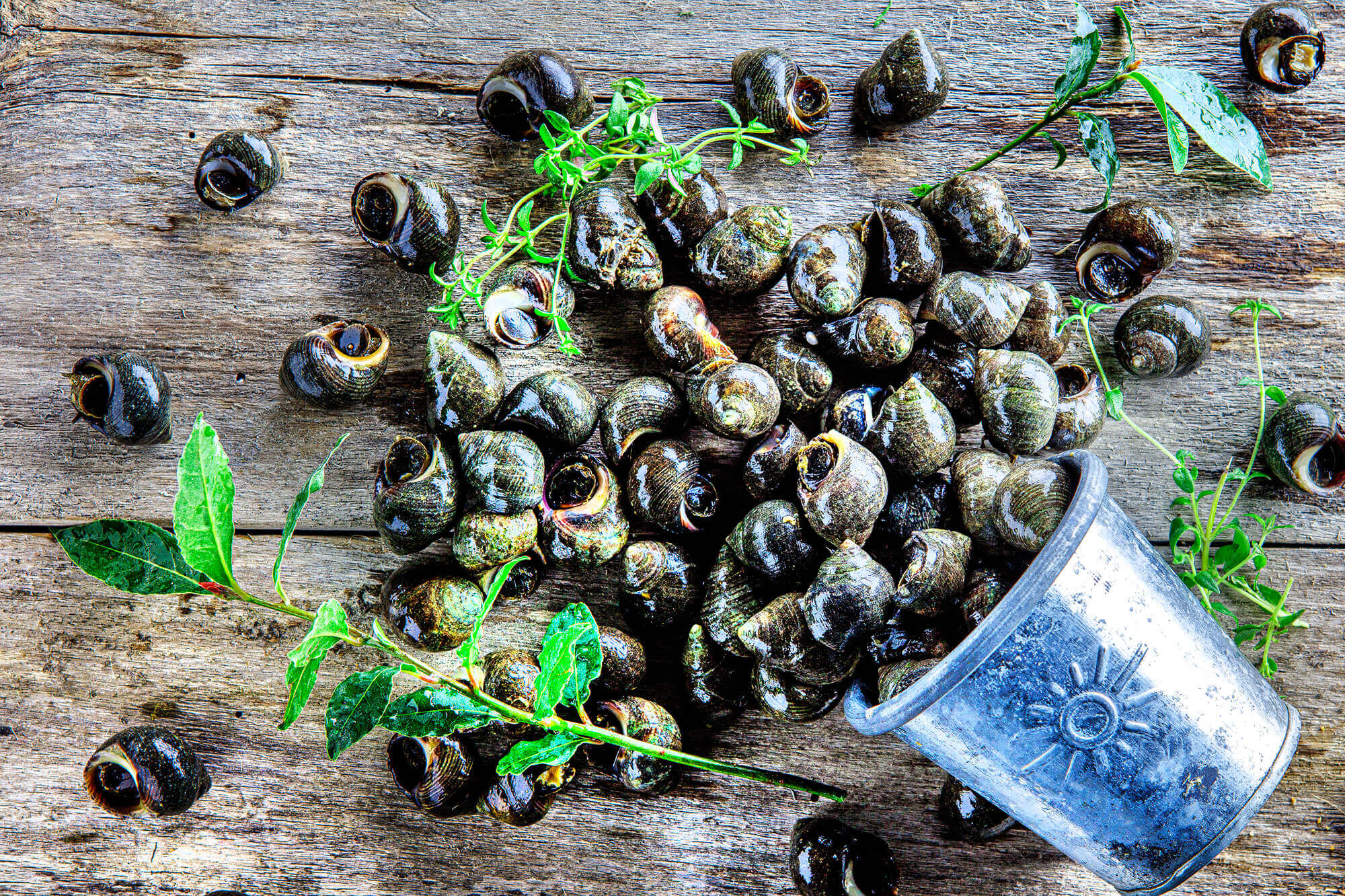 photo de bigorneaux pour les Viviers de Banastère, mareyeur en Bretagne Sud par Antoine Duchene photographe